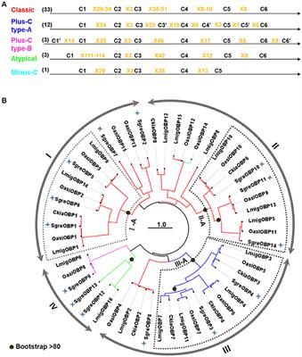 Distinct Subfamilies of Odorant Binding Proteins in Locust (Orthoptera, Acrididae): Molecular Evolution, Structural Variation, and Sensilla-Specific Expression